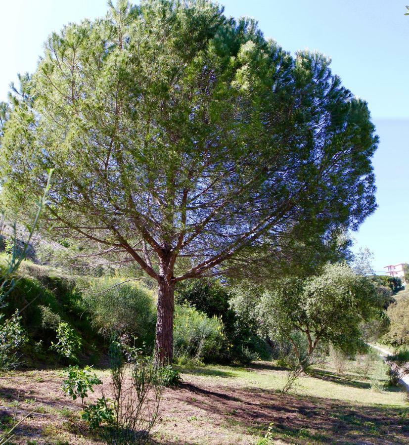 La Coulina * Nizza